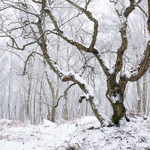 Pure White Light: Pure White Light