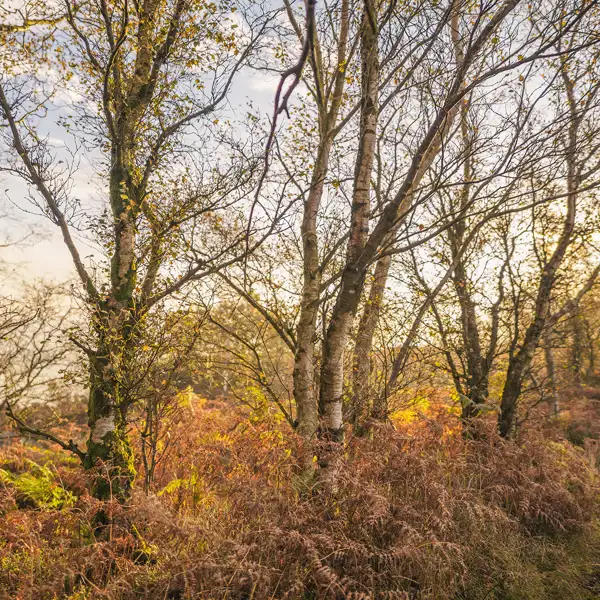 Crisp autumn dawn
