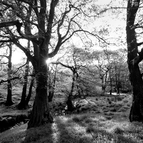 Trees, Scargill: Trees, Scargill