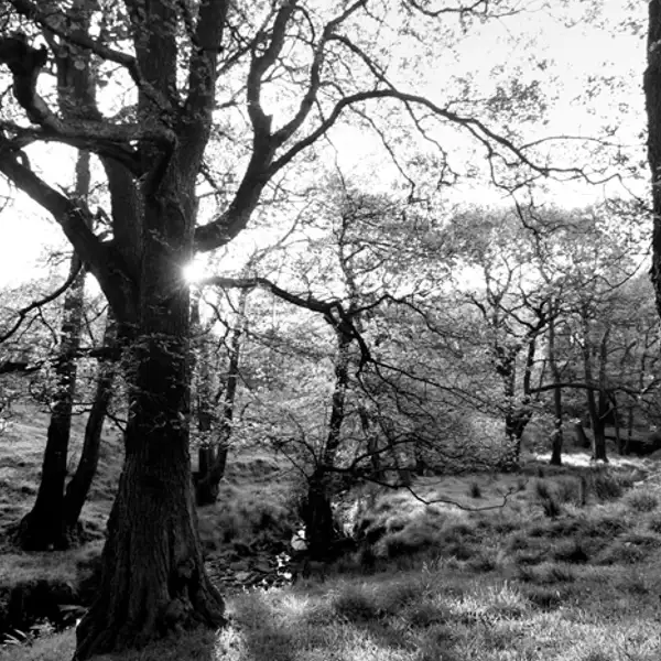 Trees, Scargill
