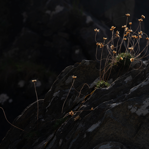 Tangled: 