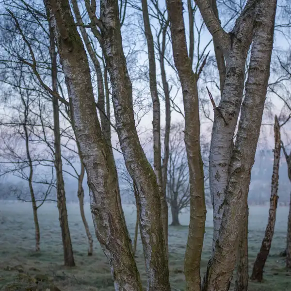 Cold March morning