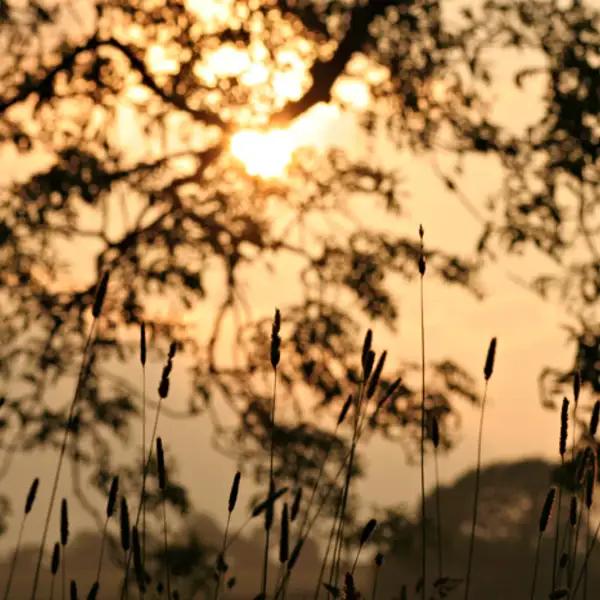 Evening sun