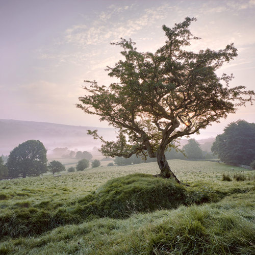Subtle shades at dawn: Subtle shades at dawn