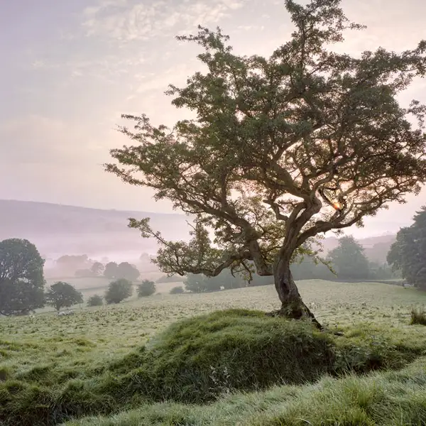 Subtle shades at dawn