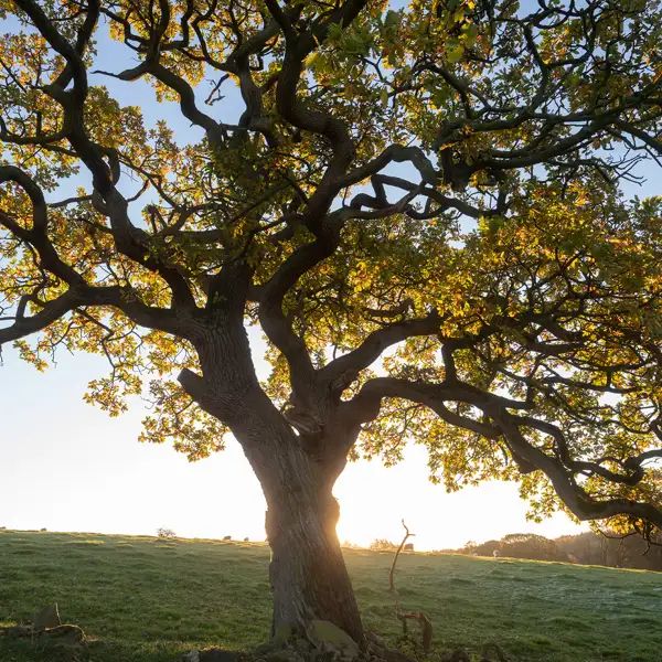 Autumn Oak Trees