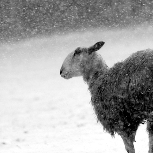 Sheep: Sheep