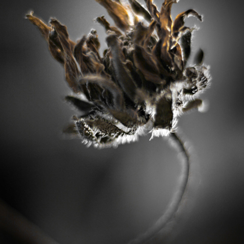 Sunflower: Sunflower