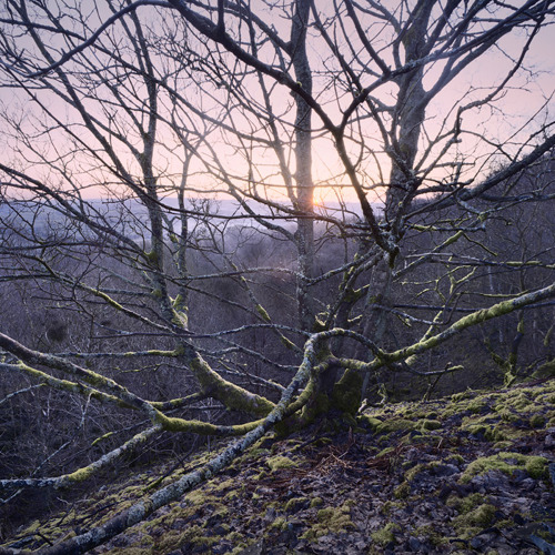 Spring day dawn: Spring day dawn