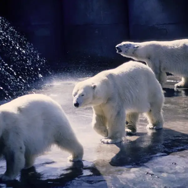 Polar Bears