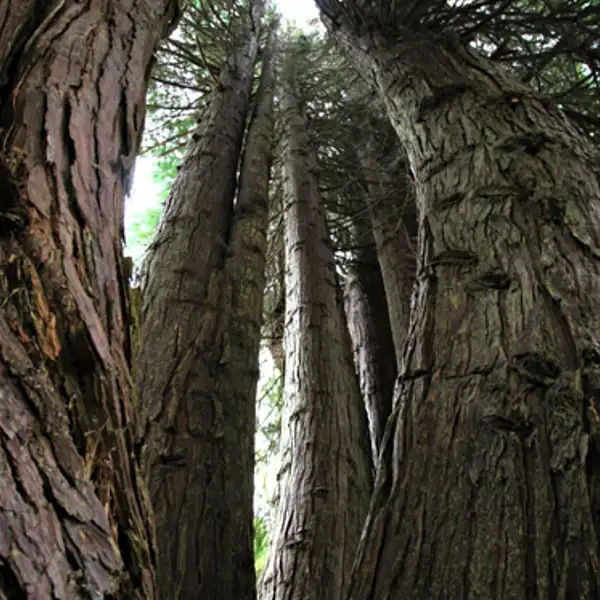 Pine Trees, Leckmelm Arboretum