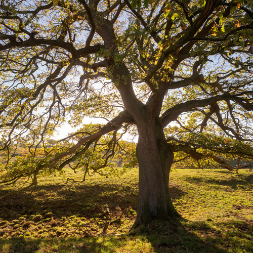 Autumn Oak Trees: 