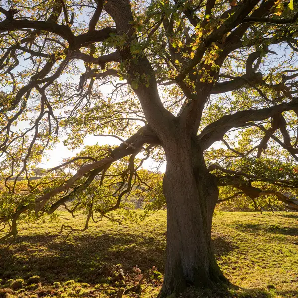 Autumn Oak Trees