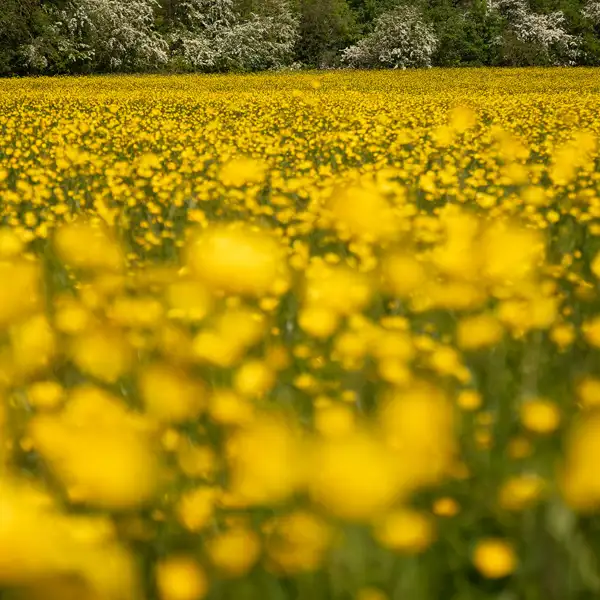 Buttercups