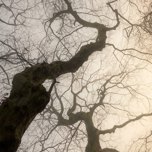 Sunlight through mist: 