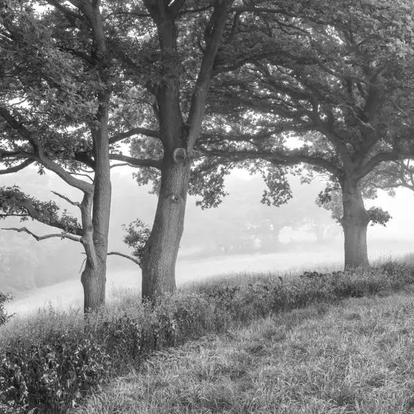 Summer Mists