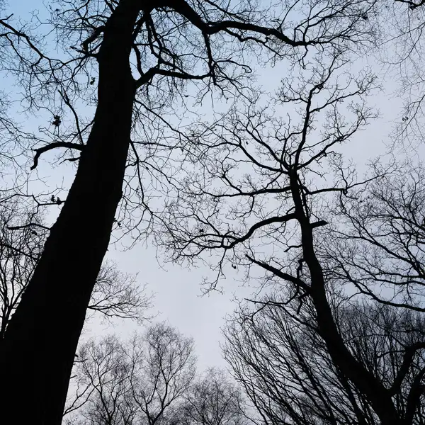 Tree silhouettes