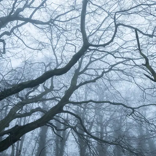 Misty Trees