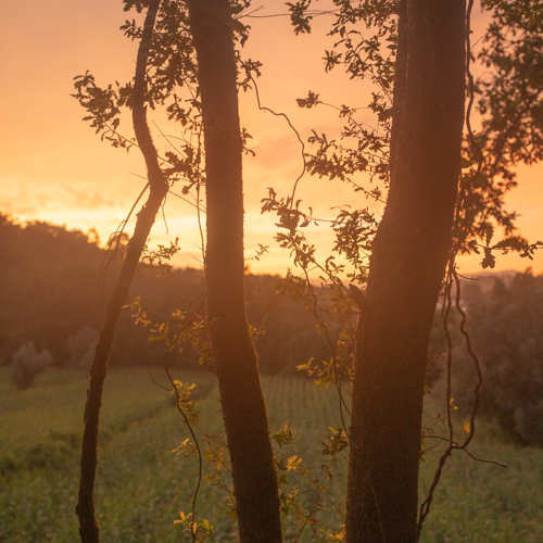 Vivid sunset in Portugal: 
