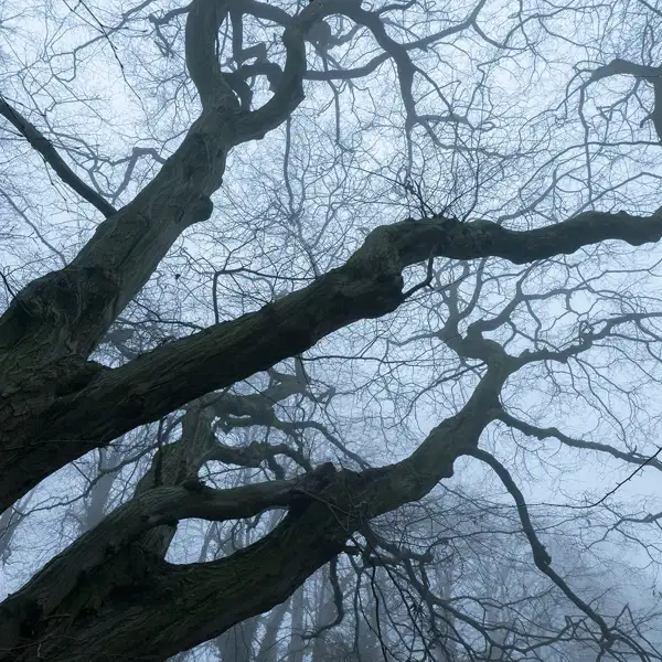 Misty Trees