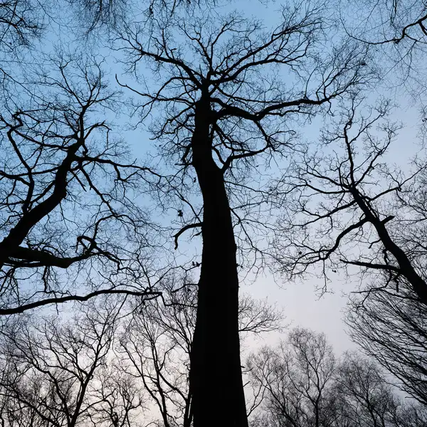 Tree silhouettes