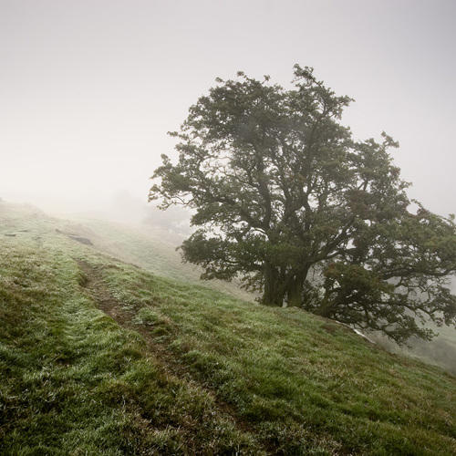 Misty Morning II: Misty Morning II