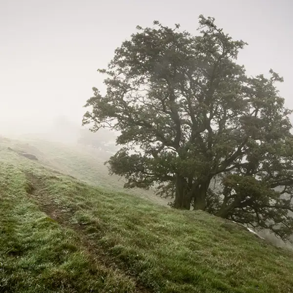 Misty Morning II