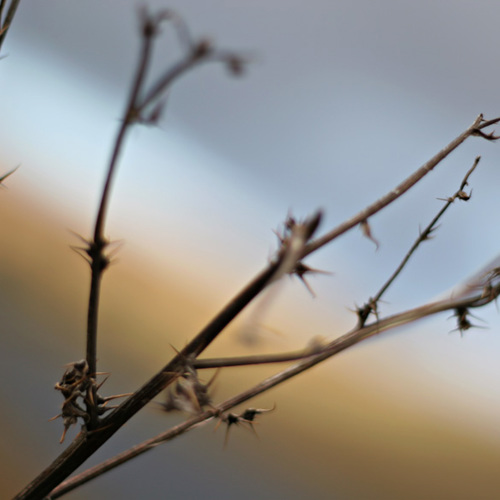 Thistle, Angram Reservoir: Thistle, Angram Reservoir