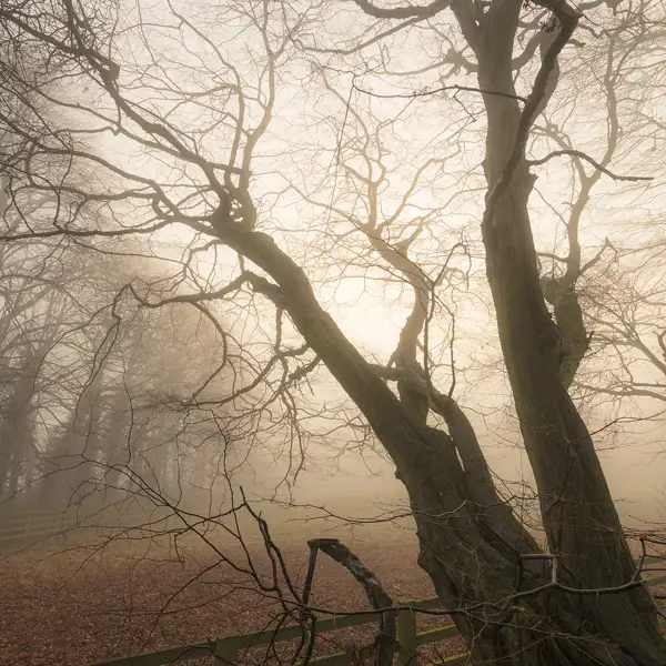 Sunlight through mist