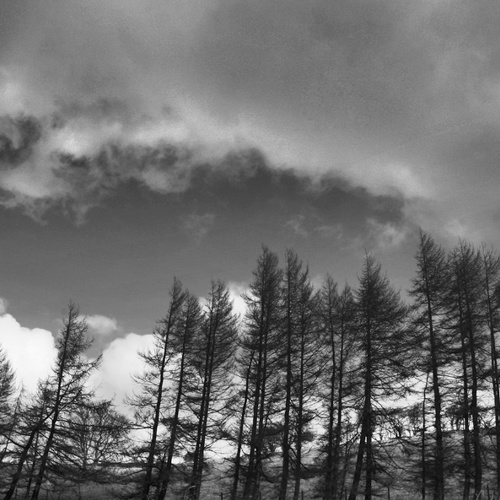 tree line: tree line